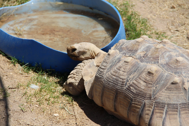 Tank, the Coffinwood Tortoise